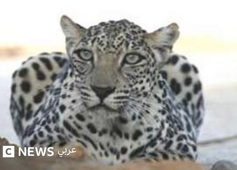 النمر العربي: تاريخ يمتد لأكثر من 500 ألف عام في الجزيرة العربية يواجه خطر الانقراض