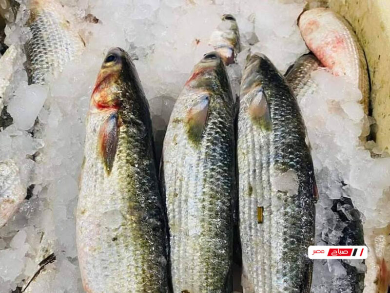 أسعار الأسماك بتاريخ 6 فبراير 2026 في أسواق دمياط