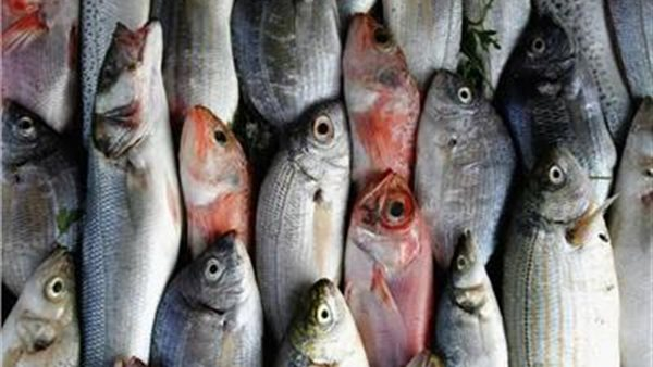 أسعار الأسماك في سوق العبور اليوم الإثنين 9 فبراير 2026