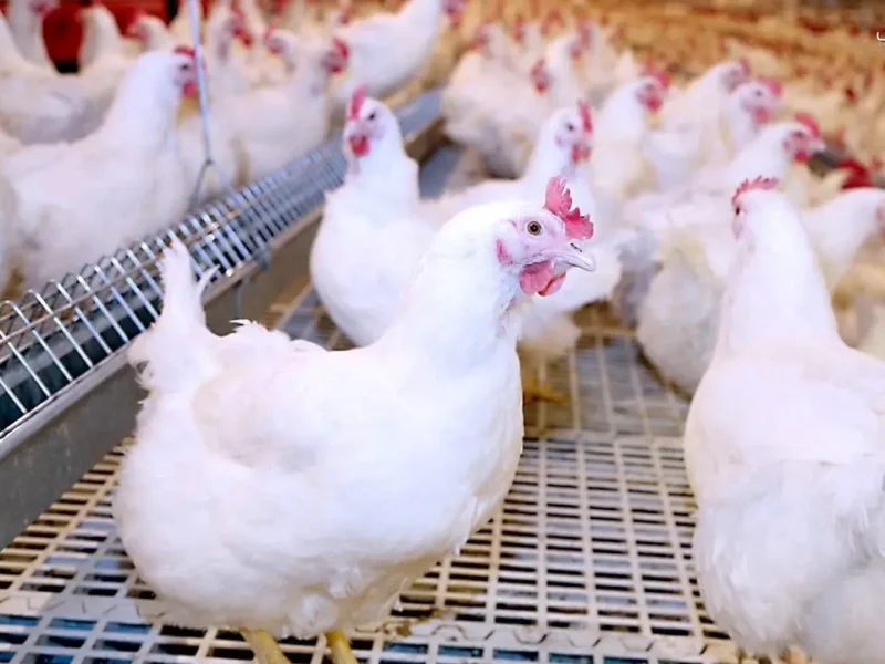 ارتفاع أسعار الدواجن بسبب الاستيراد يضع الصناعة تحت الضغط وفقًا للبيطريين