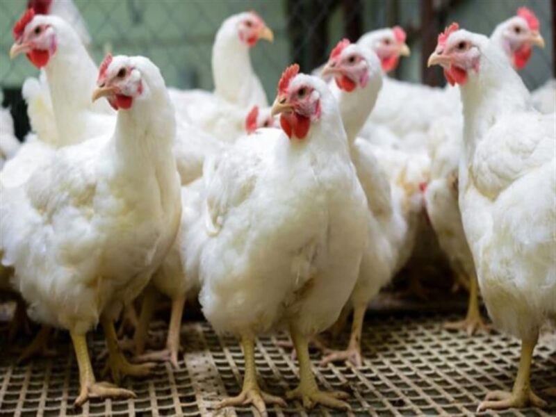 استعرض أسعار الدواجن في مصر اليوم السبت 7 فبراير 2026 بجميع الأصناف