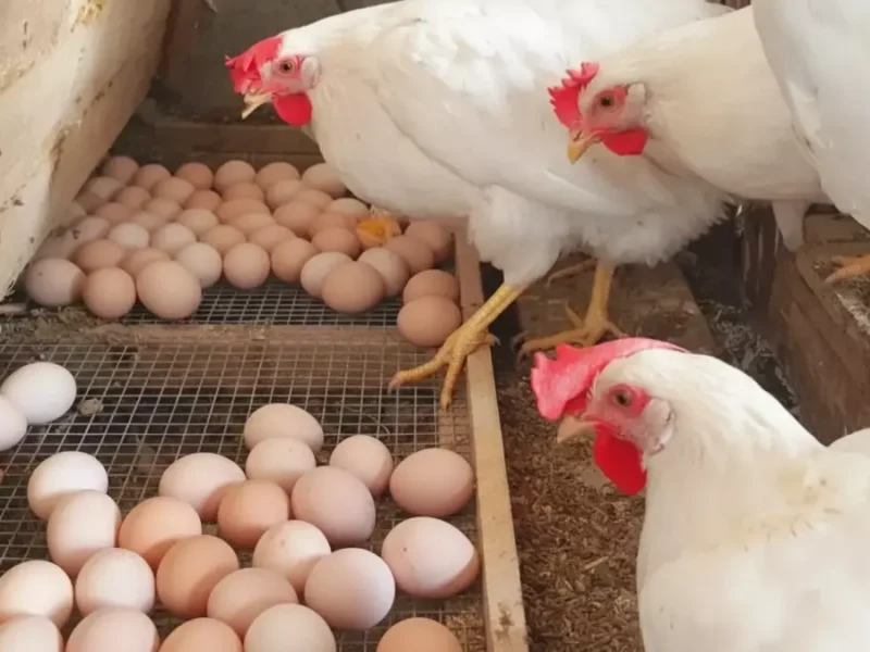 ارتفاع وانخفاض أسعار الفراخ البيضاء والساسو والبيض اليوم في بورصة الدواجن المصرية