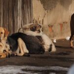 1.4 مليون حالة عقر سنويًا بسبب الكلاب الضالة