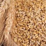 آخر تحديث لسعر الأرز الشعير الآن 2026.. التفاصيل كاملة