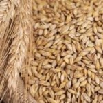 أسعار الأرز الشعير اليوم الأحد 26 أبريل 2026 استقرار ملحوظ بالأسواق