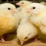 أسعار الكتاكيت اليوم الأربعاء 29 أبريل 2026 في الأسواق المصرية.. الساسو بكام؟