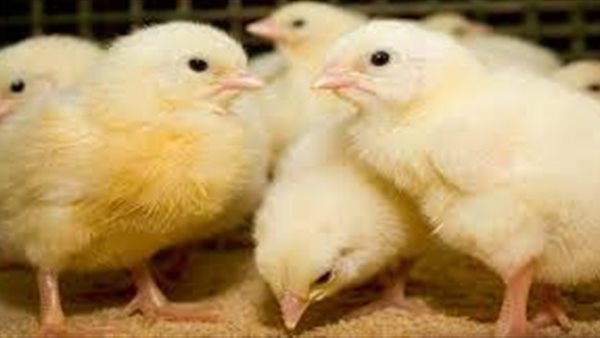 أسعار الكتاكيت اليوم الأربعاء 29 أبريل 2026 في الأسواق المصرية.. الساسو بكام؟