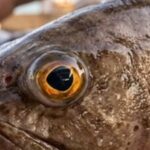 "أكتشفي الطازج من الفاسد ".. 5 علامات ذهبية دليلك لاكلة سمك شهية