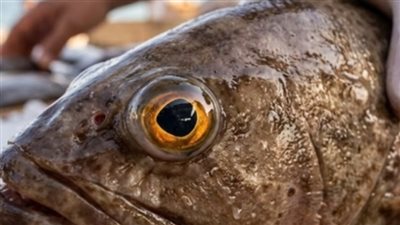 "أكتشفي الطازج من الفاسد ".. 5 علامات ذهبية دليلك لاكلة سمك شهية