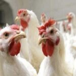 إنتاج 5 ملايين دجاجة يوميًا بنهاية يونيو وانخفاض جديد فى الأسعار
