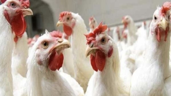 إنتاج 5 ملايين دجاجة يوميًا بنهاية يونيو وانخفاض جديد فى الأسعار