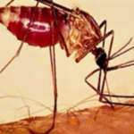 إنجاز للعام الثاني.. مصر خالية من الملاريا وتحاليل الربع الأول تؤكد النتائج