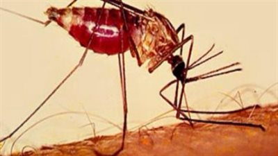 إنجاز للعام الثاني.. مصر خالية من الملاريا وتحاليل الربع الأول تؤكد النتائج