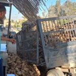 اختلال مقطورة جرار زراعي محمّلة بالبنجر في الفيوم بسبب أعمال الحفر دون إصابات