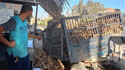 اختلال مقطورة جرار زراعي محمّلة بالبنجر في الفيوم بسبب أعمال الحفر دون إصابات