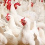 استقرار أسعار الدواجن اليوم.. الفراخ البيضاء تسجل 93.5 جنيه للكيلو