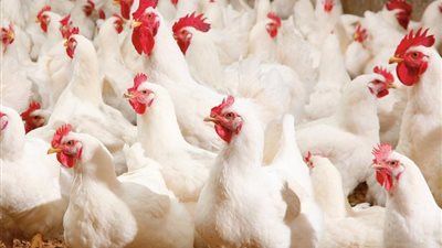 استقرار أسعار الدواجن اليوم.. الفراخ البيضاء تسجل 93.5 جنيه للكيلو