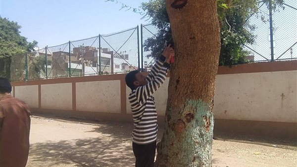 استمرار تركيب الأكواد التعريفية لأشجار مبادرة 100 مليون شجرة