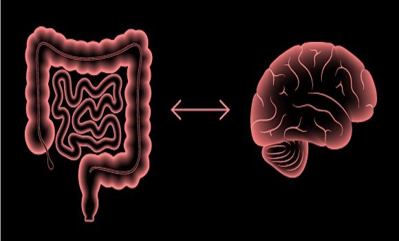 “الأمعاء والدماغ”.. دراسة توضح كيف تتحكم بكتيريا الأمعاء في المزاج والسعادة
