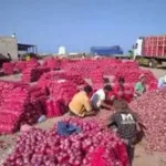 البصل اليمني.. من ”الذهب” إلى الكارثة: أسعار هزلية وديون ملايين تهدد المزارعين في لحج وحضرموت