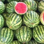 البطيخ آمن والأسعار ستتراجع مع زيادة المعروض