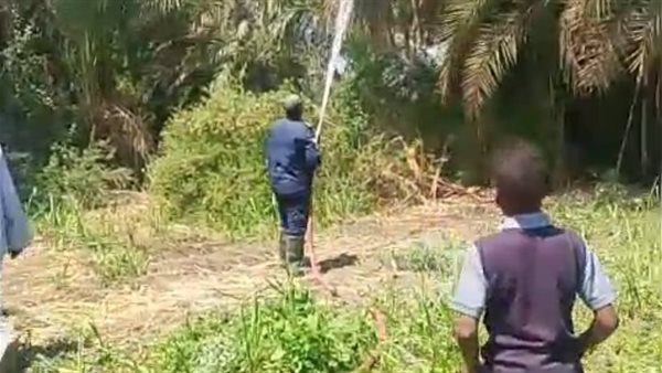 الحماية المدنية بقنا تسيطر على حريق "كرم نخيل" بقرية شنهور في قوص