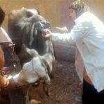 الزراعة تعلن تحصين أكثر من 3 مليون رأس ماشية ضمن الحملة القومية ضد الجلد العقدي