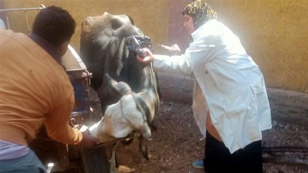 الزراعة تعلن تحصين أكثر من 3 مليون رأس ماشية ضمن الحملة القومية ضد الجلد العقدي