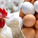 الفراخ البيضاء للمستهلك.. أسعار السبت تكشف مفاجأة جديدة