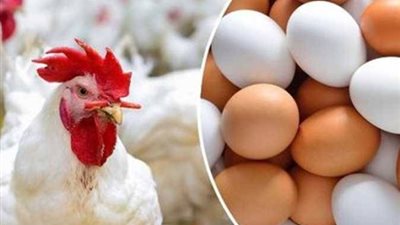 الفراخ البيضاء للمستهلك.. أسعار السبت تكشف مفاجأة جديدة