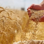 اللواء عمرو عبد الوهاب يكشف تفاصيل نجاح زراعة القمح بمياه عالية الملوحة بالريف المصري