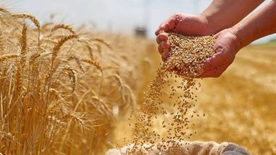 اللواء عمرو عبد الوهاب يكشف تفاصيل نجاح زراعة القمح بمياه عالية الملوحة بالريف المصري