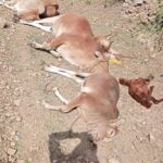 انفجار في منزل مواطن وإصابة زوجته واندلاع حريق ونفوق عدد من المواشي (صور)