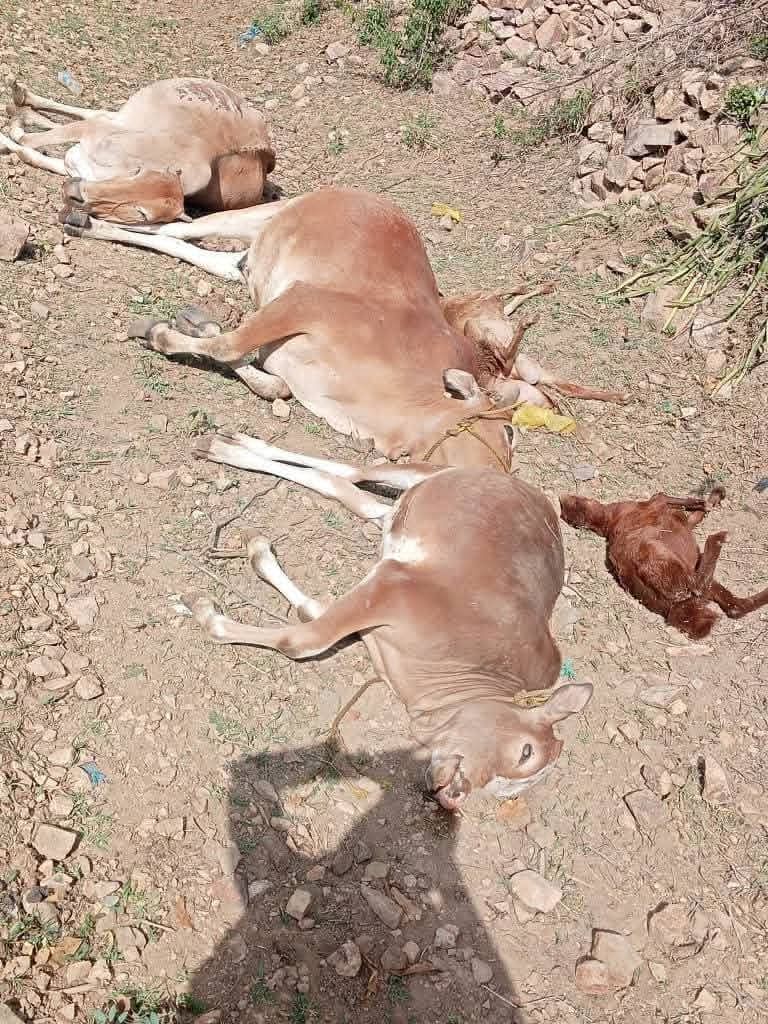 انفجار في منزل مواطن وإصابة زوجته واندلاع حريق ونفوق عدد من المواشي (صور)