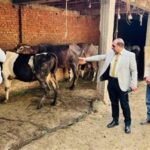 تحصين 176 ألف رأس ماشية ضمن الحملة القومية لمكافحة الجلد العقدي وجدري الأغنام