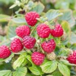 توت العليّق.. فاكهة صغيرة تتمتع بقدرات كبيرة في مواجهة الالتهابات المزمنة