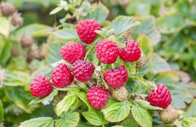 توت العليّق.. فاكهة صغيرة تتمتع بقدرات كبيرة في مواجهة الالتهابات المزمنة