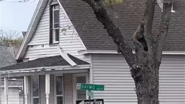 دب أسود يستنفر أمن نيويورك.. ونهاية مرعبة على يد الشرطة