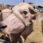 دليل أسعار الأضاحي 2026 في الأسواق المصرية مع قرب حلول العيد