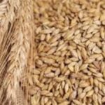 سعر الأرز الشعير اليوم الأحد يفاجئ الأسواق.. استقرار الأسعار يثير تساؤلات كبيرة