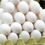 سعر كرتونة البيض اليوم للمستهلك اليوم السبت 25 أبريل 2026