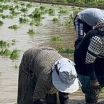 سيدات الغيط يتصدرن المشهد.. ملحمة كفاح في حقول كفرالشيخ مع بدء زراعة الأرز