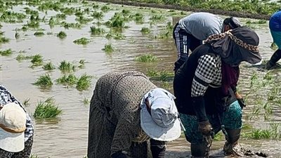 سيدات الغيط يتصدرن المشهد.. ملحمة كفاح في حقول كفرالشيخ مع بدء زراعة الأرز