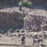 شاهد بالفيديو .. فتاة يمنية تهدد و تمنع مزارع من حرث الأرض وتقتل حماره بسلاح والدها