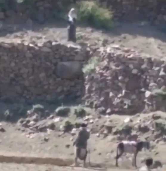 شاهد بالفيديو .. فتاة يمنية تهدد و تمنع مزارع من حرث الأرض وتقتل حماره بسلاح والدها