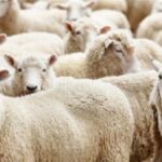 شروط توزيع الأضحية 2026.. الدليل الكامل للأحكام الشرعية وطريقة التقسيم الصحيحة