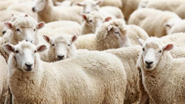 شروط توزيع الأضحية 2026.. الدليل الكامل للأحكام الشرعية وطريقة التقسيم الصحيحة