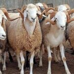 شروط توزيع الأضحية 2026.. الطريقة الصحيحة لتقسيمها شرعًا