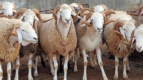 شروط توزيع الأضحية 2026.. الطريقة الصحيحة لتقسيمها شرعًا
