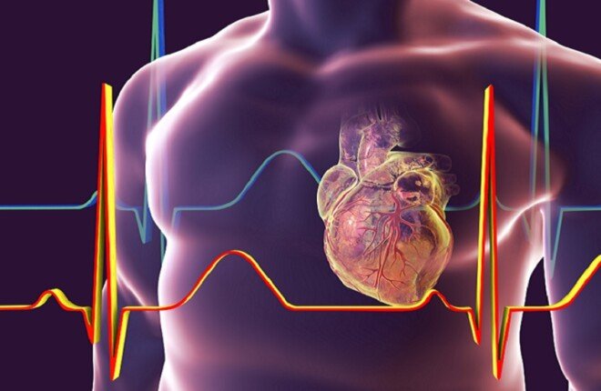 علماء يابانيون يكتشفون مركبًا قد يبطئ شيخوخة القلب ويحسن وظائفه